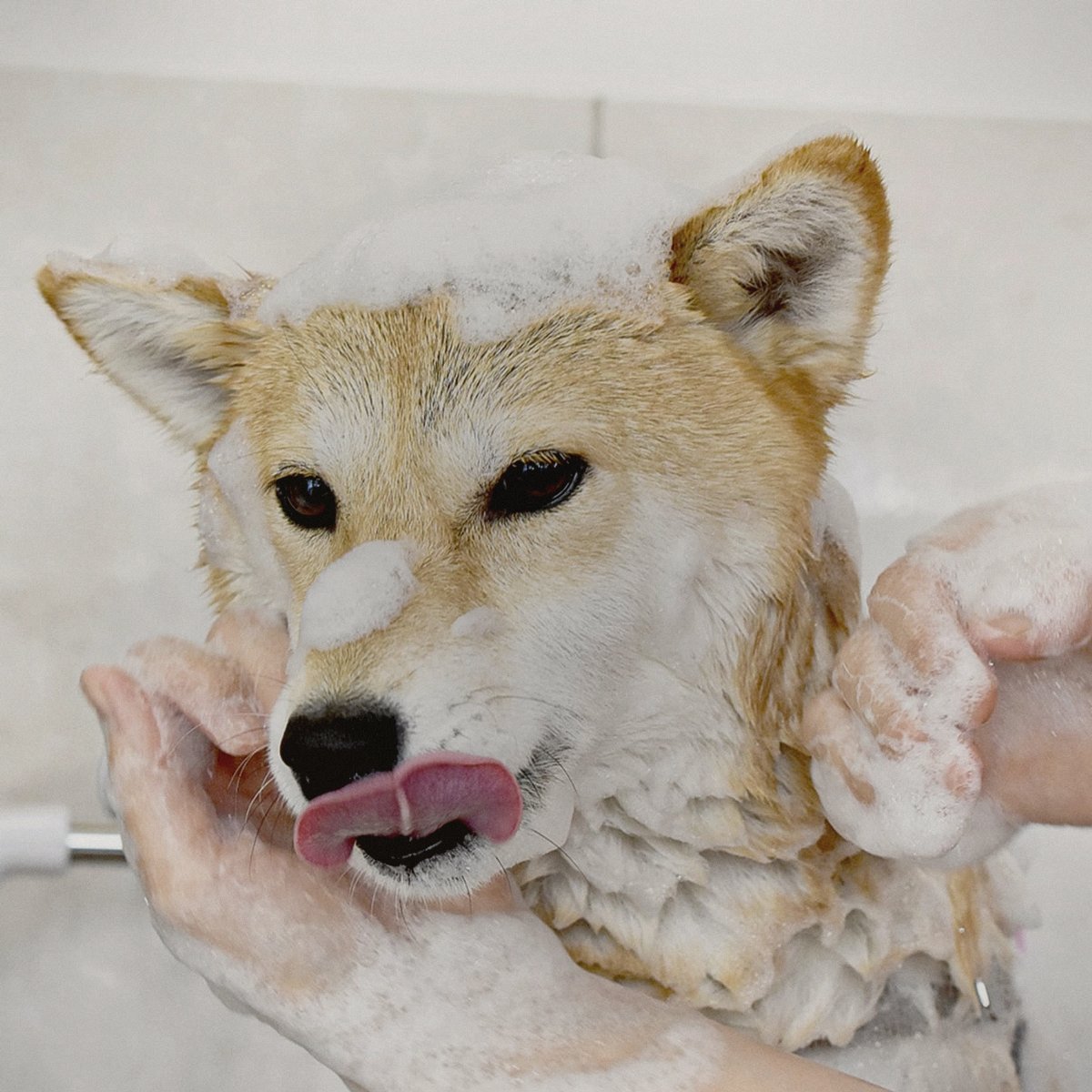 シャンプー中の泡に包まれるわんちゃん