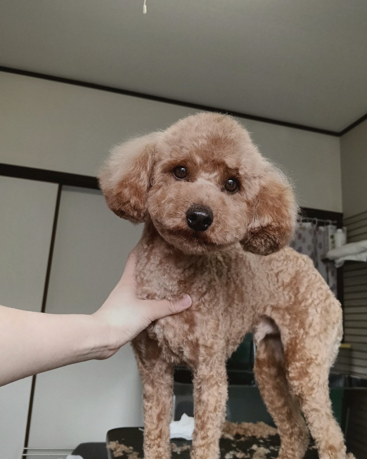 カットしたてのトイプードルの表情