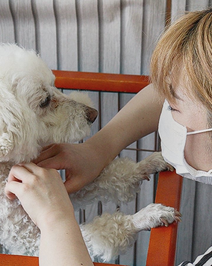 トリマーとわんちゃんが見つめ合う様子